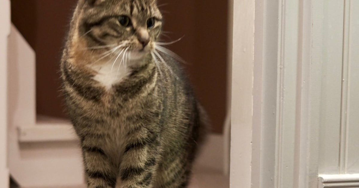 Heb jij Catherina, Bumper of Denzel gezien? Deze zes huisdieren worden in Katwijk vermist