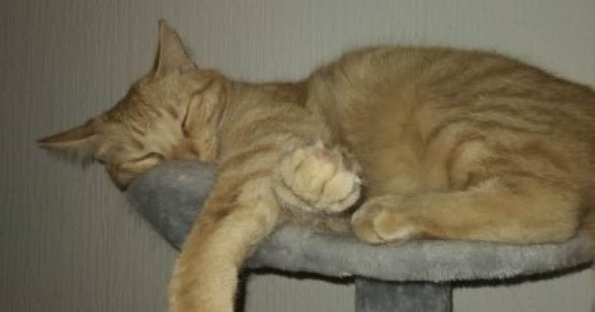 Heb jij Boef gezien? Dit huisdier wordt in Kerkrade vermist