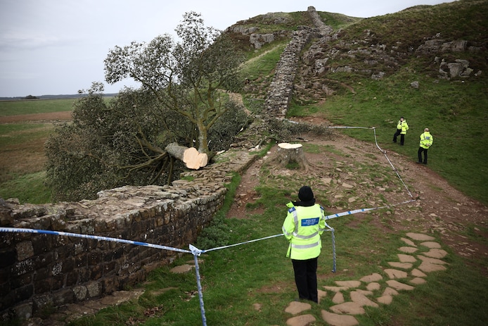 Eeuwenoude boom werd omgekapt 