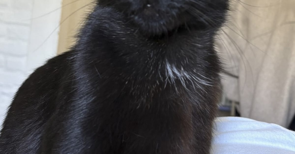Heb jij Puma gezien? Dit huisdier wordt in Hof van Twente vermist