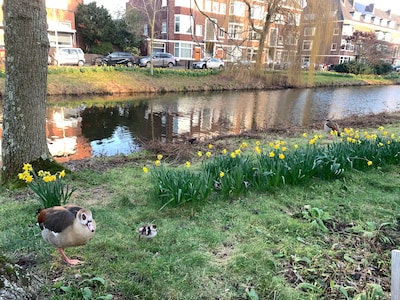 Van de leg: de eerste babygansjes waggelen al rond in Den Haag