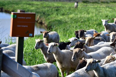 Heideschapen grazen in de Hoeksche Waard en daarmee ondersteunen ze de natuur