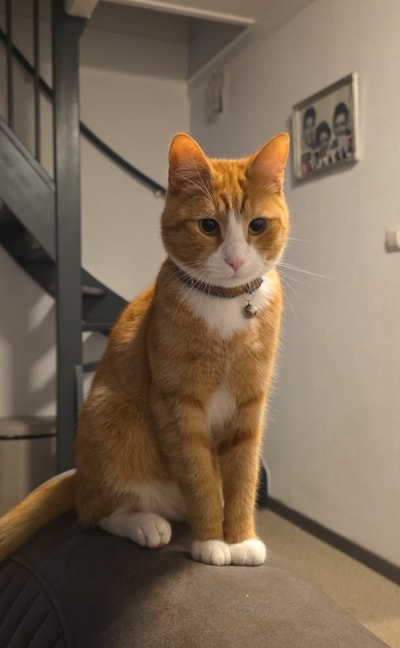 Heb jij Larry, Toto of Twixie gezien? Deze 13 huisdieren worden in Dordrecht vermist