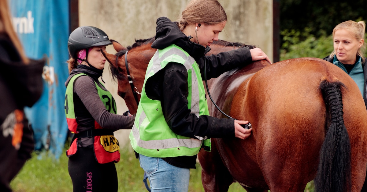 Nieuwe 101 kilometerklasse trekt aandacht bij Endurance Ommen