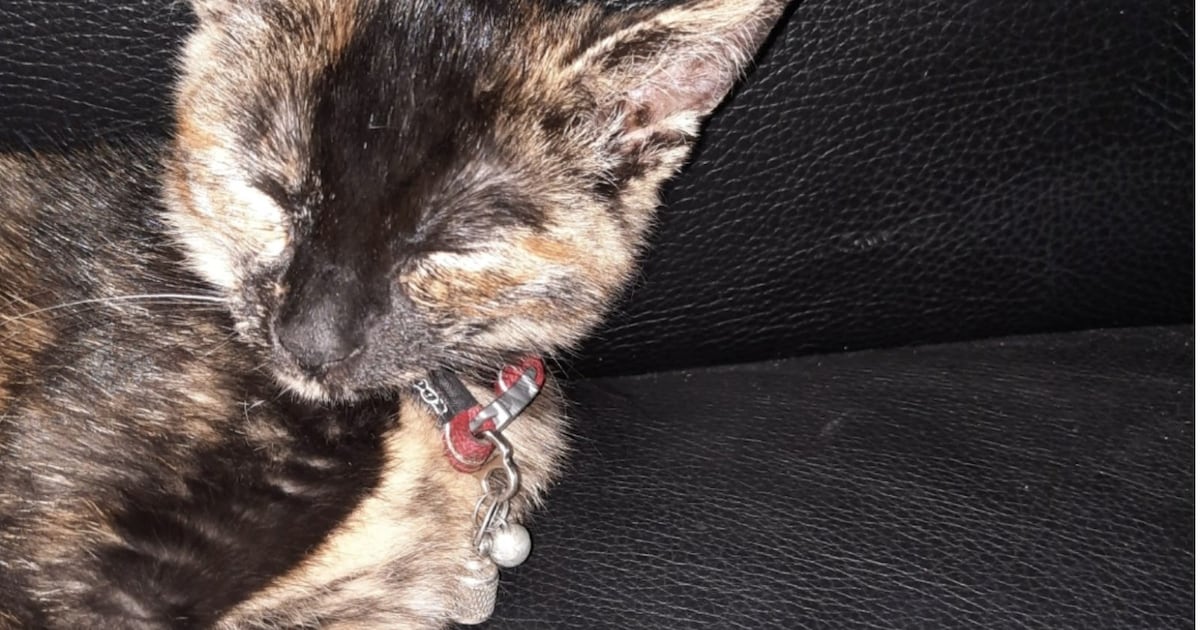 Heb jij Bettina gezien? Dit huisdier wordt in Bunnik vermist