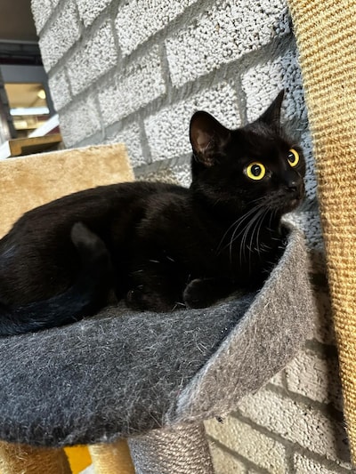 Heb jij Sassy gezien? Dit huisdier wordt in Helmond vermist