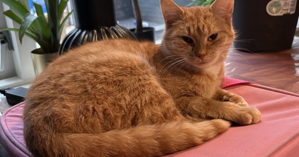 Heb jij Elmo of Shira gezien? Deze twee huisdieren worden in Vlaardingen vermist