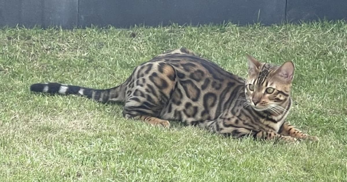 Heb jij Rio gezien? Dit huisdier wordt in Venray vermist