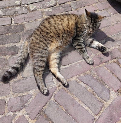 Heb jij Mai, Draak of Mau gezien? Deze 12 huisdieren worden in Amersfoort vermist
