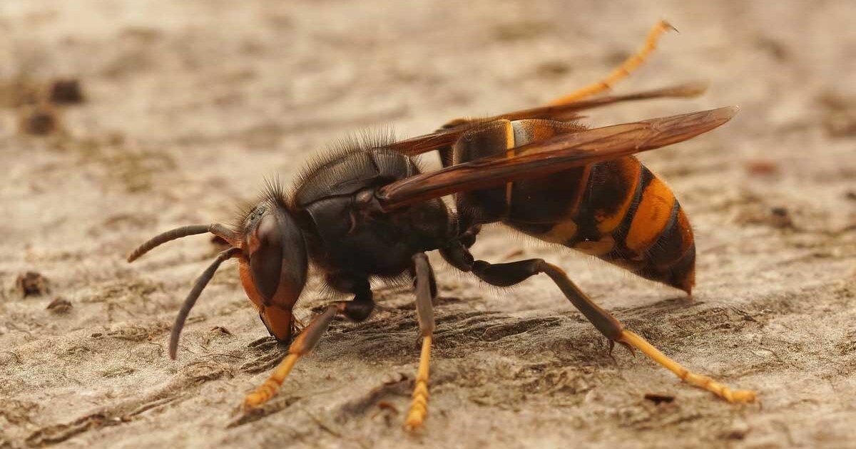 Aziatische hoornaar rukt op in provincie Utrecht: De Bilt waarschuwt bewoners