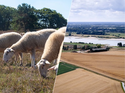 Waterschap Rivierenland doet opvallende oproep: ‘Haal schapen van de dijk’