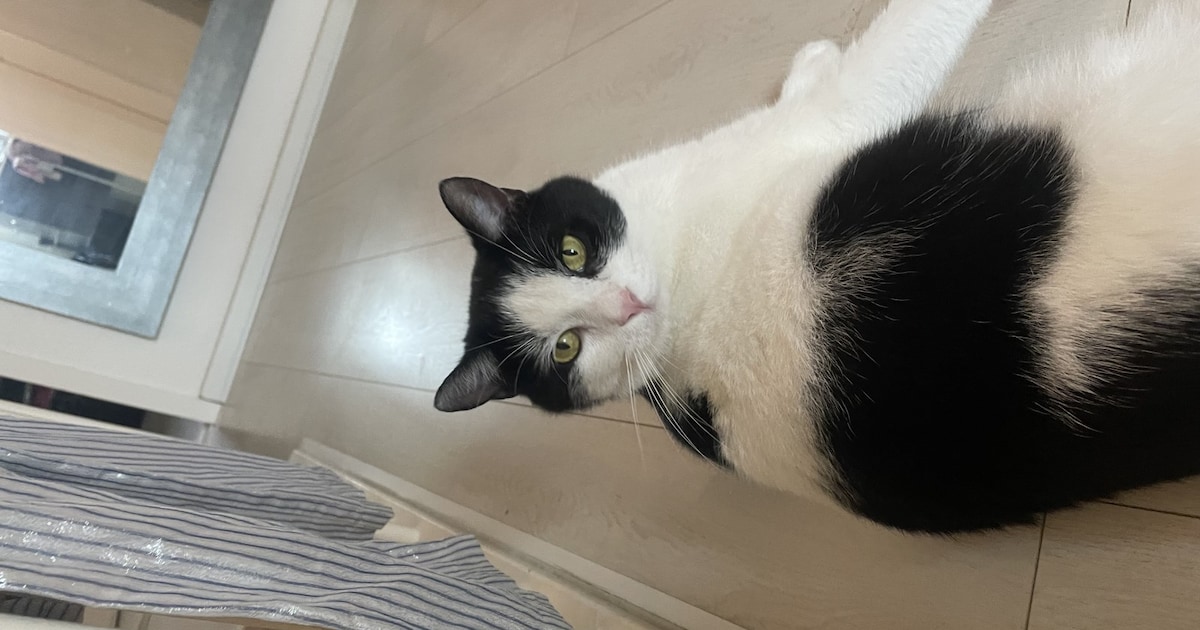 Heb jij Binky gezien? Dit huisdier wordt in Meerssen vermist