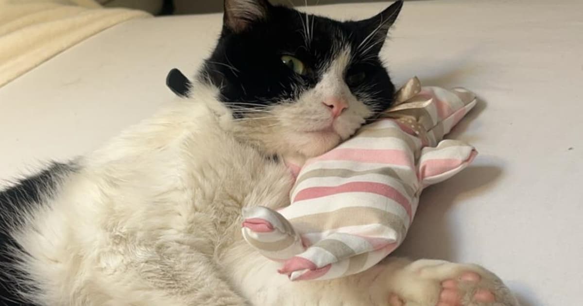 Heb jij Jaap gezien? Dit huisdier wordt in Hilversum vermist