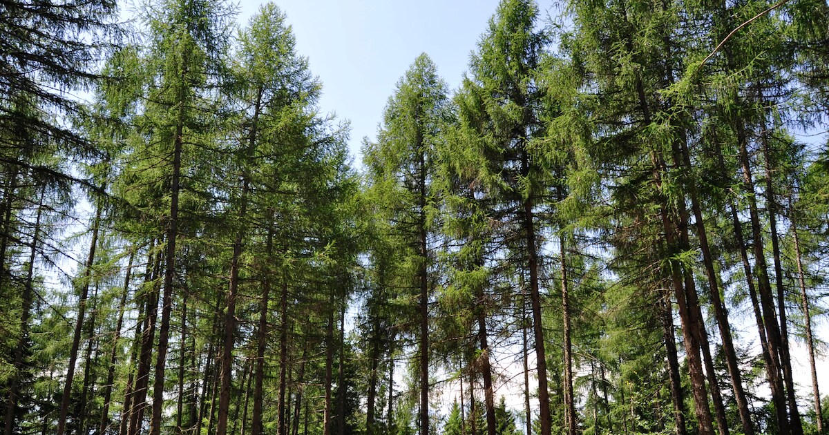 Noord-Holland verdedigt kap 13.000 dennenbomen in duinen Bergen aan Zee
