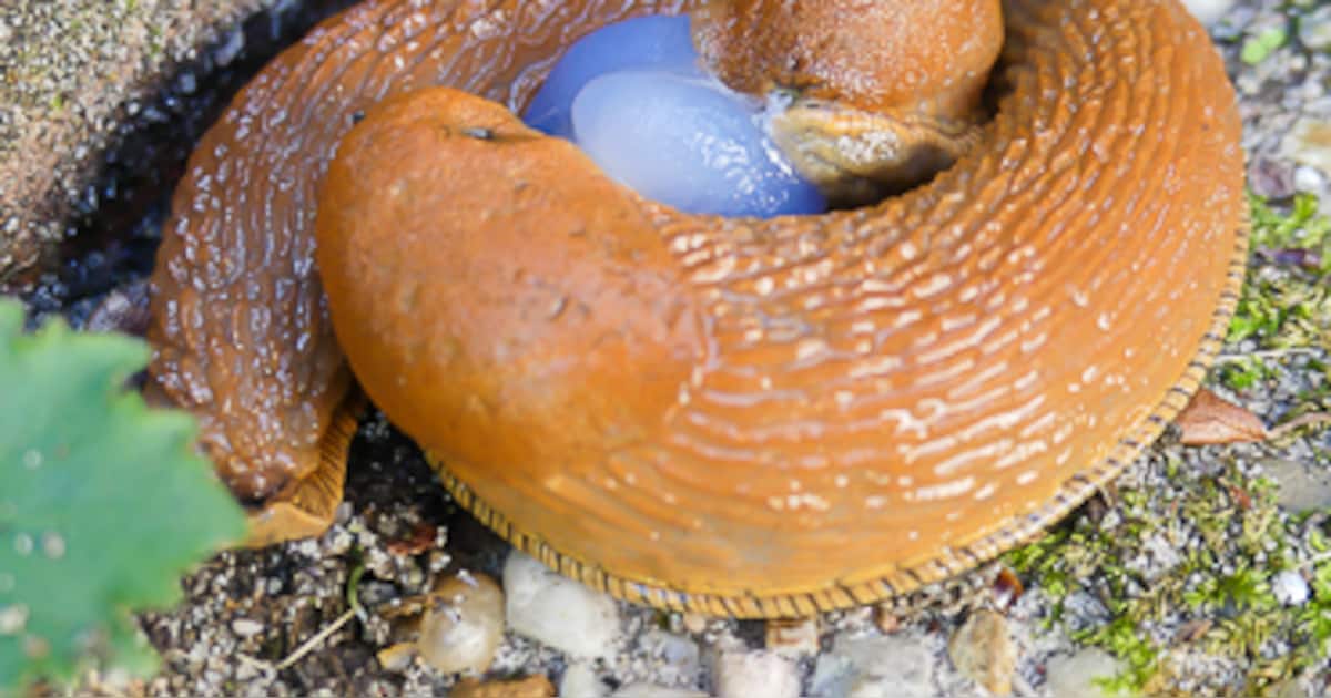 Duikteam Nederweert houdt cursusavond over kleurrijke naaktslakken