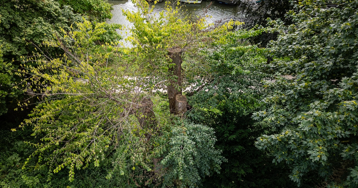 Duiveltjesiep terug in Utrecht: nakomelingen van 184 jaar oude boom geplant