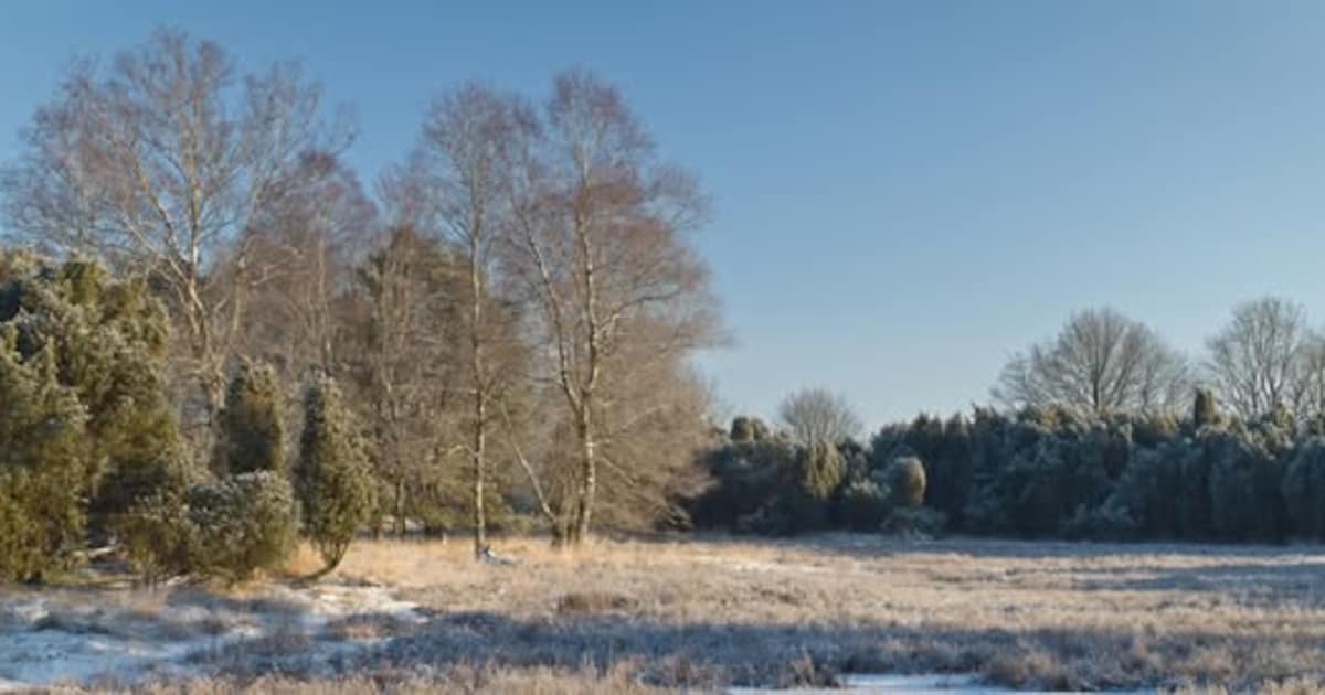 Brigade gestart voor onderhoud jeneverbessen De Palms