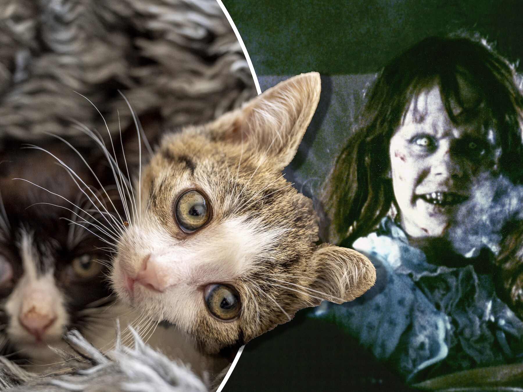The Exorcist ook te zien voor ‘watjes’, met kattenfilmpjes in pauze