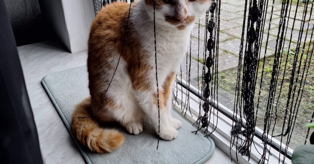 Heb jij Tigris, Lily of Chubby gezien? Deze drie huisdieren worden in Oost Gelre vermist