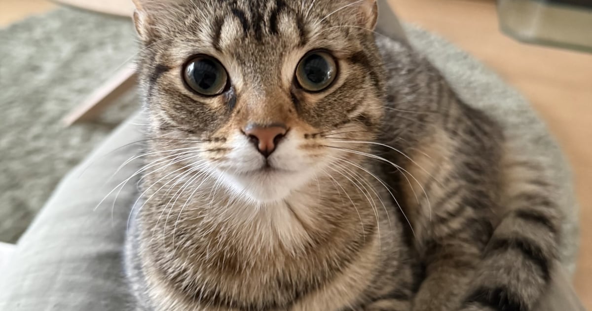 Heb jij Tessa of Luna gezien? Deze drie huisdieren worden in Baarn vermist