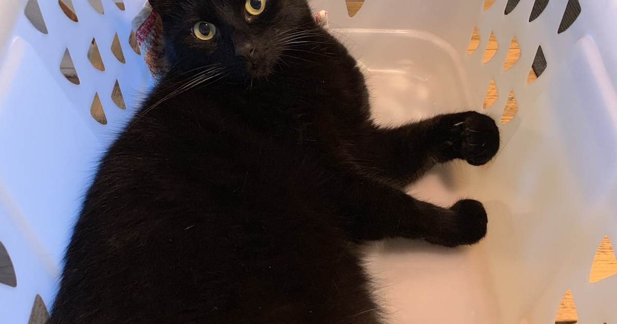 Heb jij Simba of Lucky gezien? Deze twee huisdieren worden in Stede Broec vermist