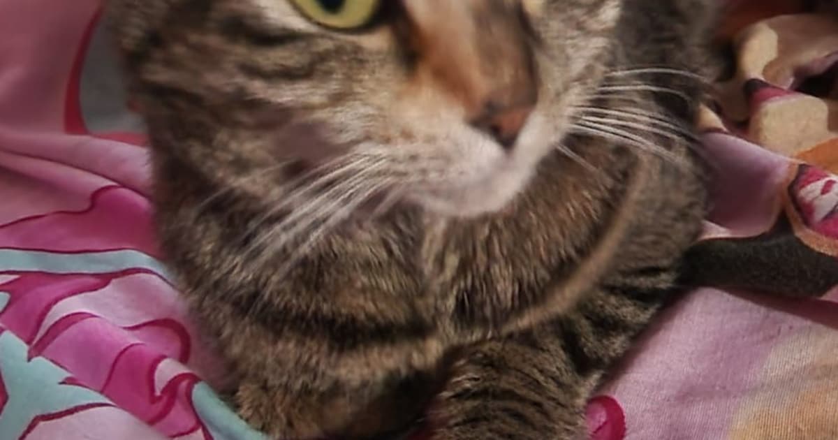 Heb jij Joost of Belle gezien? Deze twee huisdieren worden in Maassluis vermist