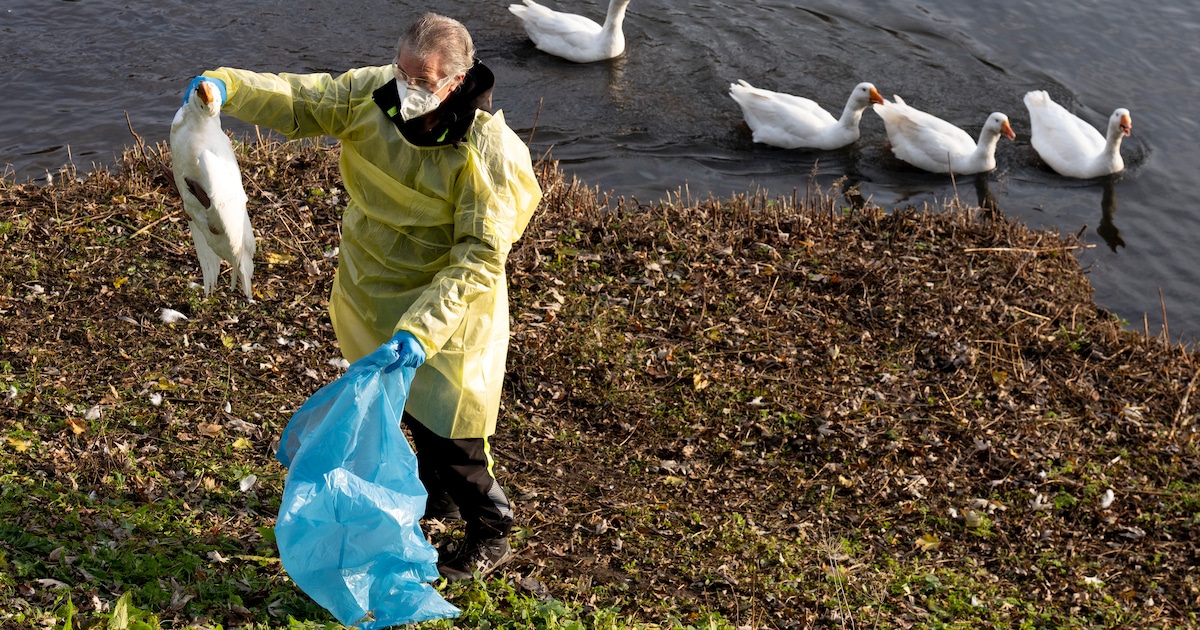 Dierenambulance Vianen schakelt op naar hoogste niveau door vogelgriep