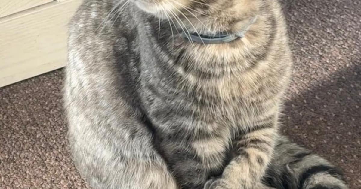 Heb jij Muzi gezien? Deze twee huisdieren worden in Venray vermist