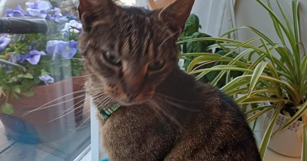 Heb jij Molly of Pleun gezien? Deze twee huisdieren worden in Heemstede vermist