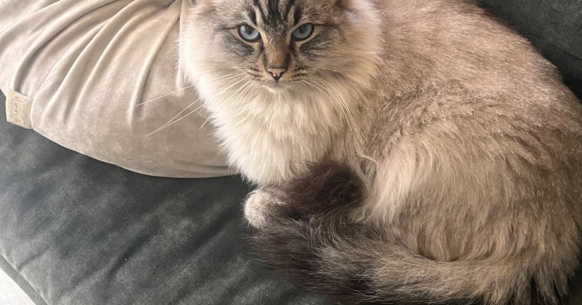 Heb jij Django of Mootje gezien? Deze twee huisdieren worden in Halderberge vermist