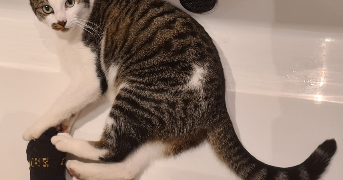 Heb jij Harry gezien? Dit huisdier wordt in Heemskerk vermist