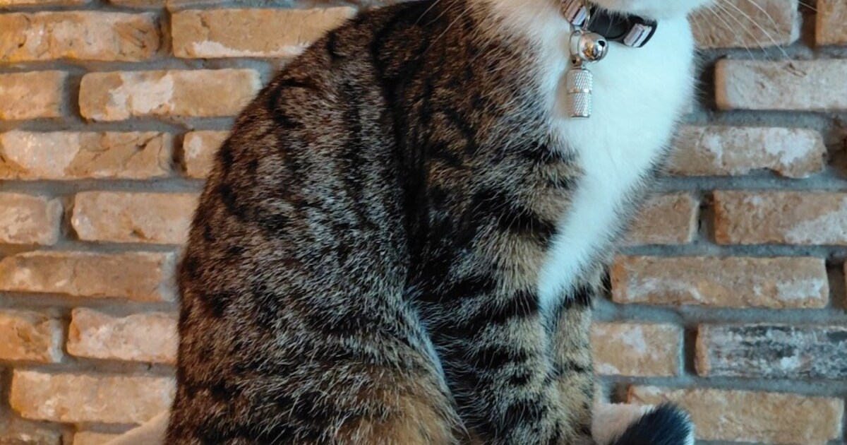 Heb jij Myla gezien? Dit huisdier wordt in Albrandswaard vermist