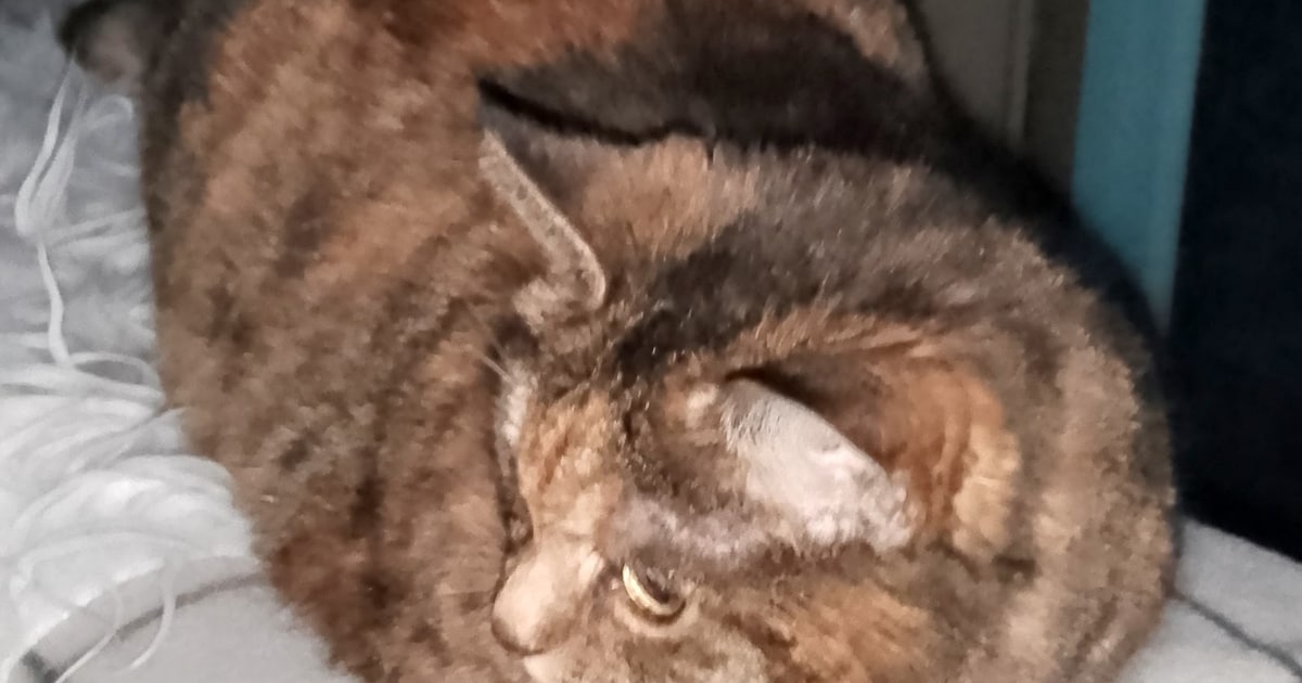 Heb jij Donder, Cody of Winnie gezien? Deze zeven huisdieren worden in Beverwijk vermist