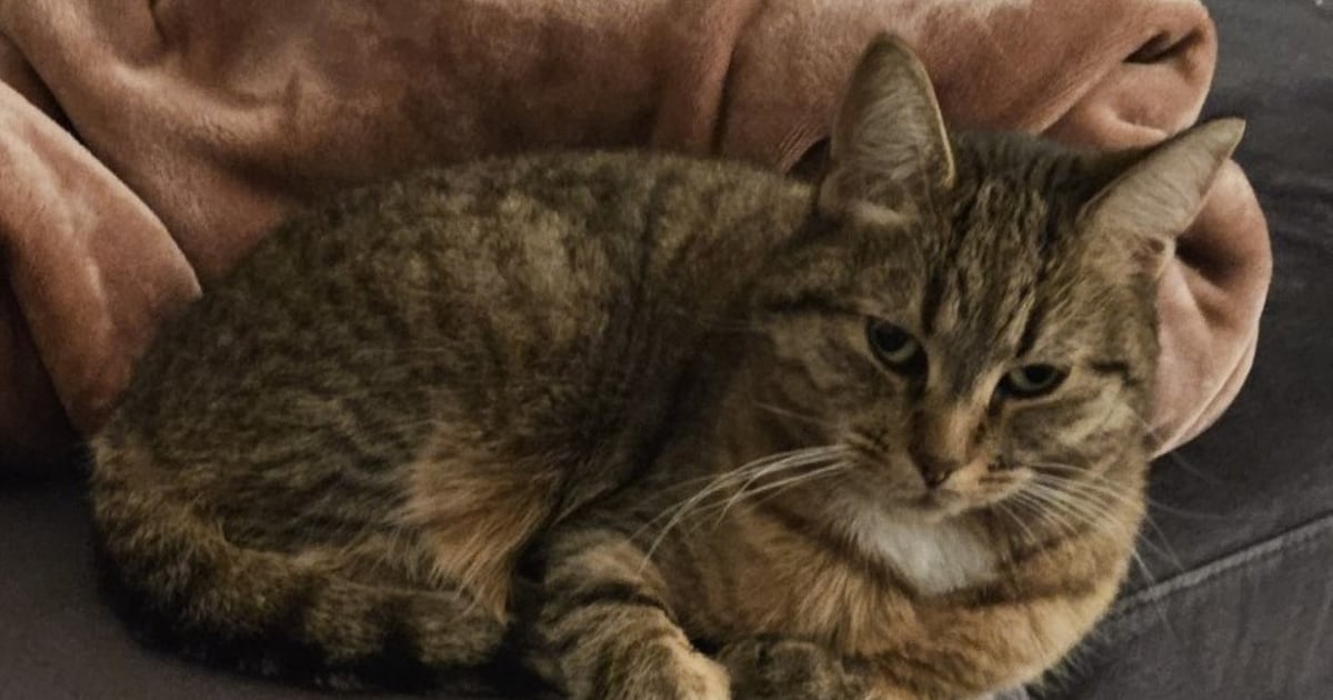 Heb jij Guusje, Lucy of Bella gezien? Deze drie huisdieren worden in Delft vermist