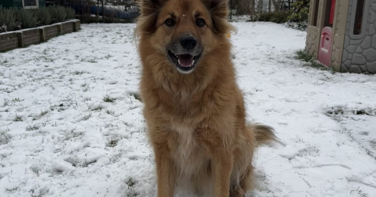 Heb jij Paco gezien? Dit huisdier wordt in Leiderdorp vermist
