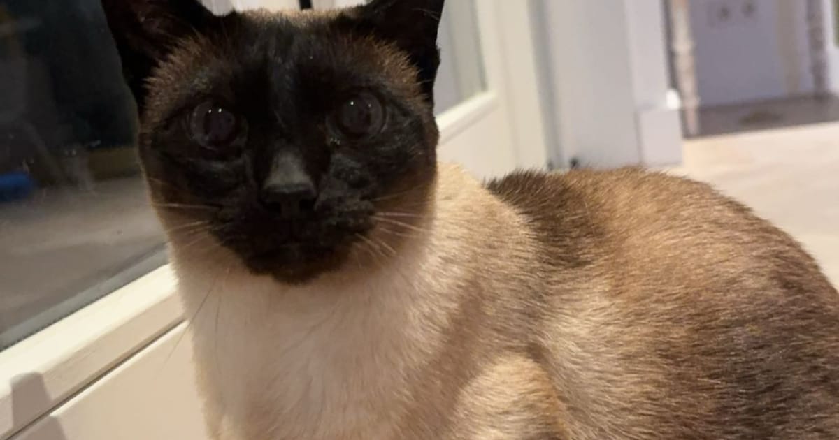 Heb jij Bibi gezien? Dit huisdier wordt in Beverwijk vermist