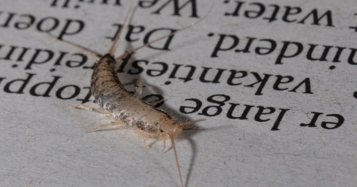 Beestje van 10 millimeter zorgt voor een kostenpost van 600.000 euro in Deventer