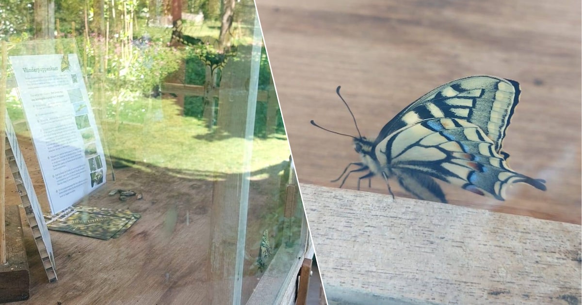 Arboretum Kalmthout laat elke dag koninginnenpages vrij: bezoekers kunnen vlinders zien uitvliegen