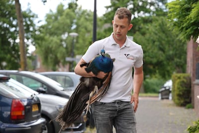 Pauwen springen zó over een hek van 1,5 meter: deze Haagse vogel besluit gewoon op reis te gaan