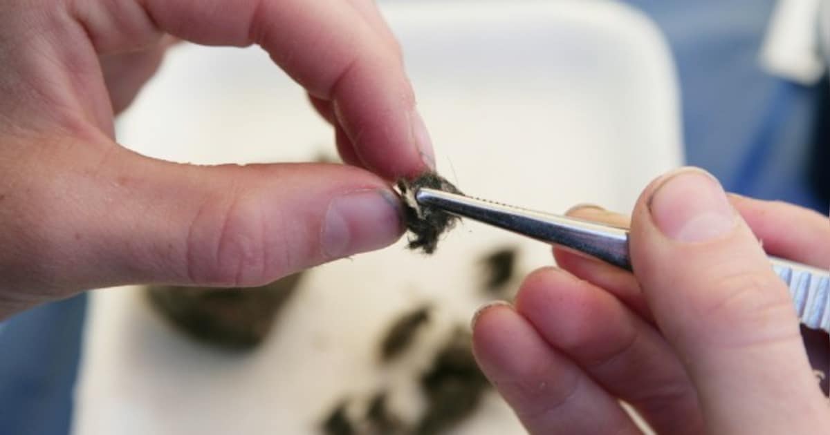 Natuurvereniging houdt braakballenworkshop in Ureterp