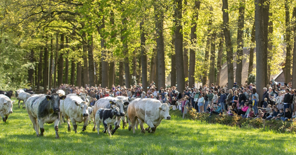 Speuren, golfen en helpen op de boerderij bij Hoeve Ravenstein