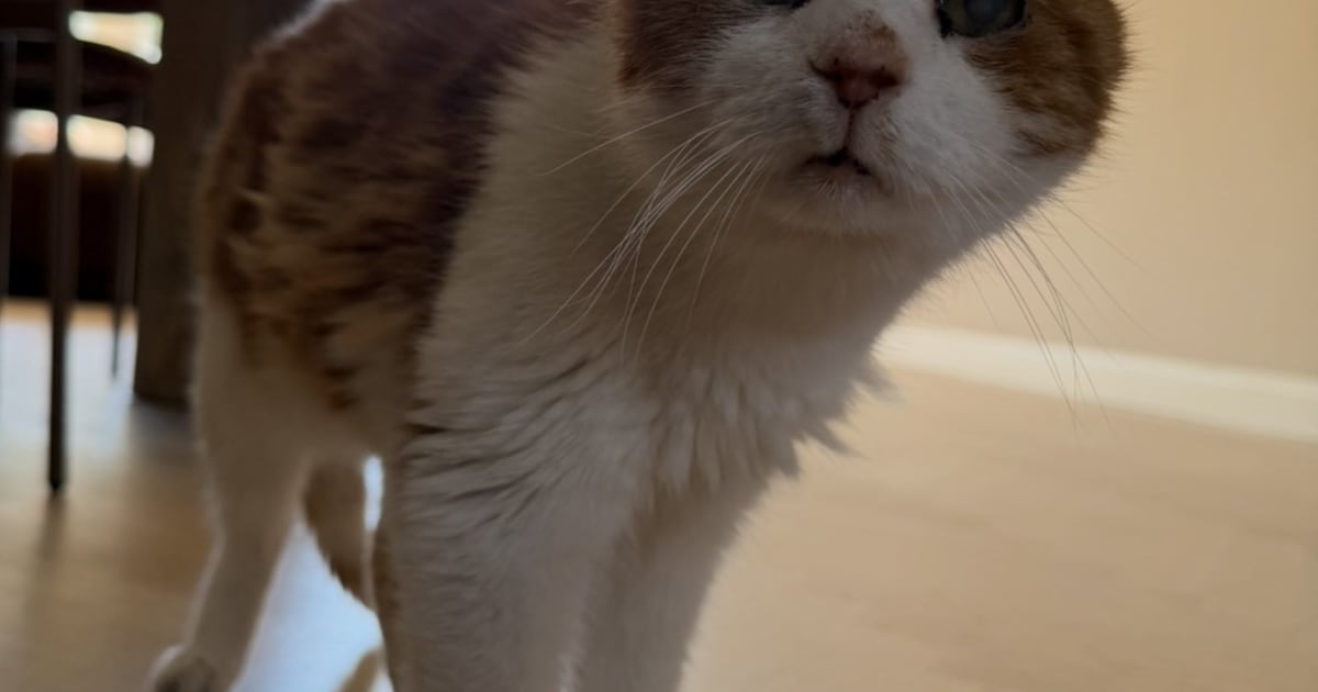Heb jij Pip, Snoopy of Tommy gezien? Deze drie huisdieren worden in Wormerland vermist