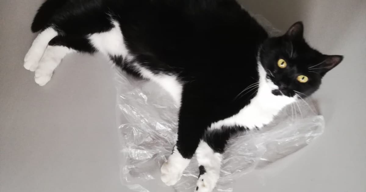 Heb jij Saartje gezien? Dit huisdier wordt in Zoeterwoude vermist