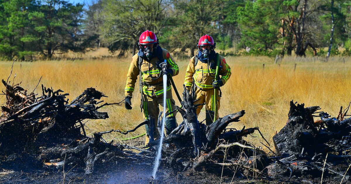 Bosbrand nabij Belgische grens in Budel: 1000m2 natuur gaat verloren