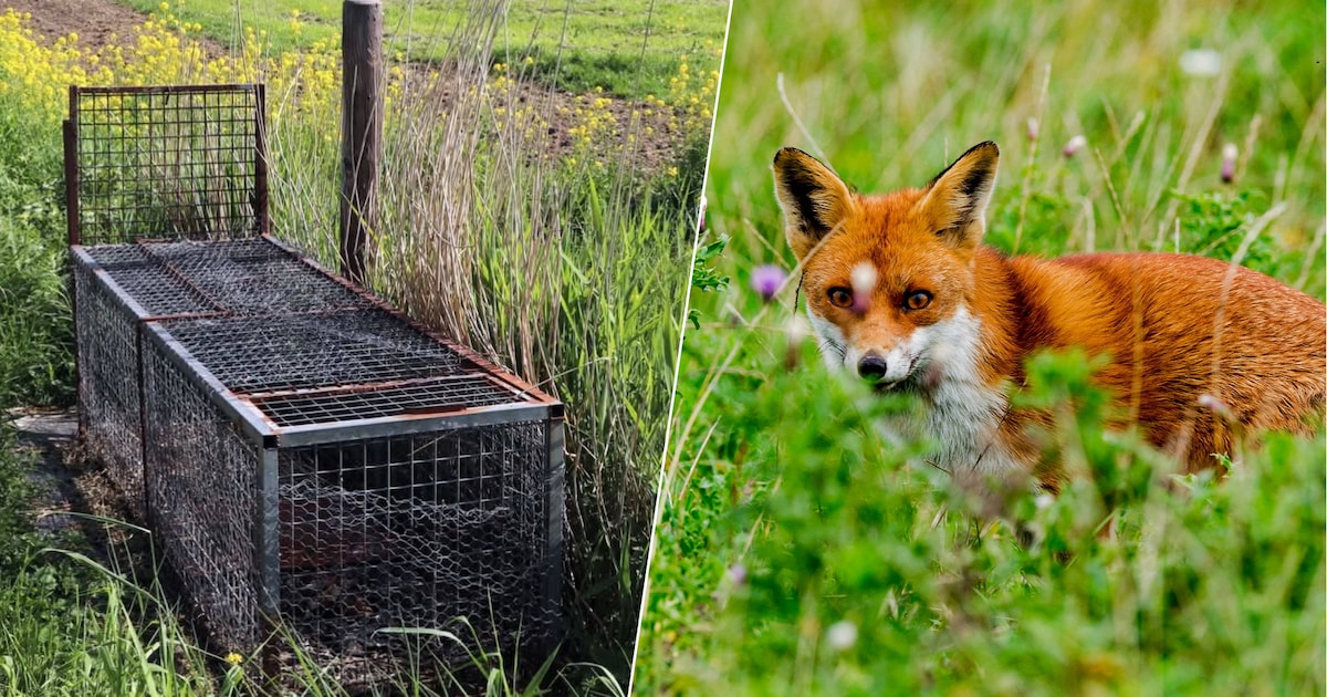 Vossenjacht in polder Midden-Delfland roept vragen op: ‘Wat een laffe manier om de vos te bestrijden