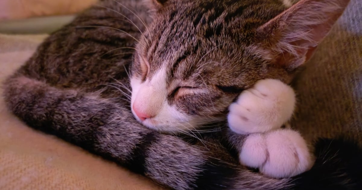 Heb jij Pinot, Ginger of Twijg gezien? Deze drie huisdieren worden in Woerden vermist