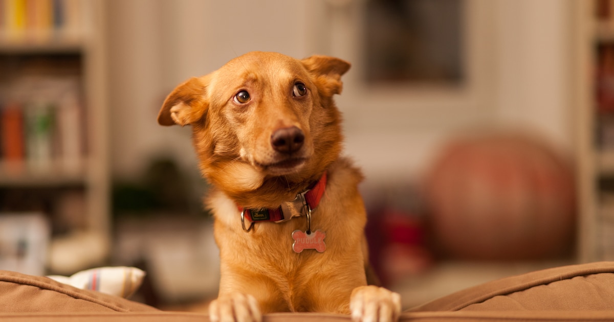 Eigenaar hondenpension Woudenberg vervolgd voor oplichting en nalatigheid: tien honden overleden in 