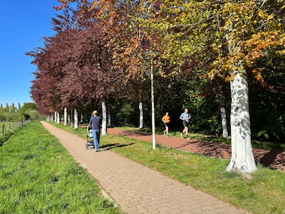 Spierwitte bomen in het Amersfoortse park Schothorst? Dit is er aan de hand