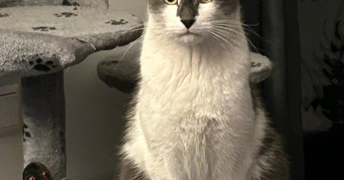 Heb jij Olly gezien? Dit huisdier wordt in Zuidplas vermist