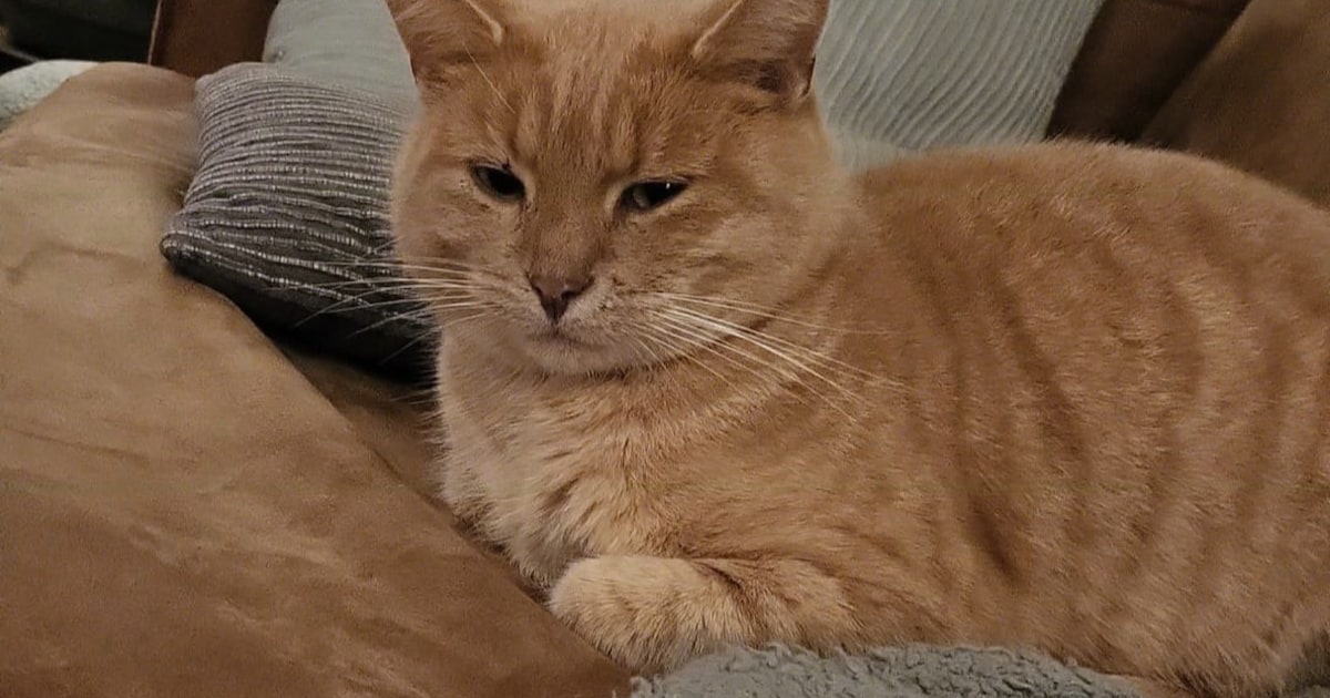 Heb jij Tijgertje, Guus of Mika gezien? Deze drie huisdieren worden in Assen vermist